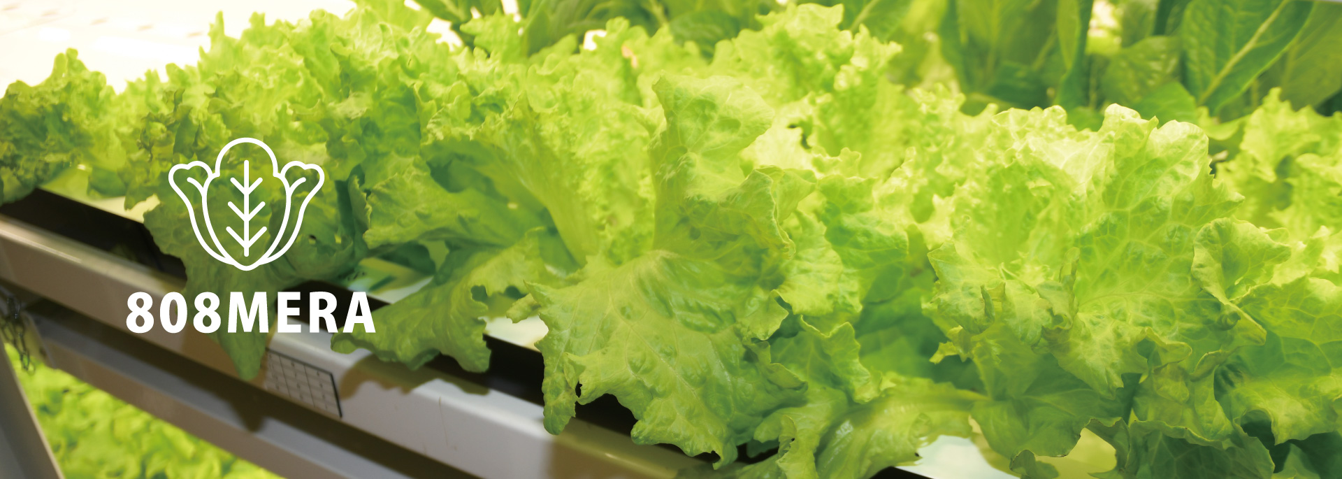 808 MERA
